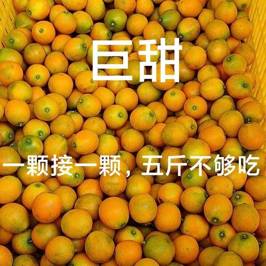 广西桂林脆皮金桔新鲜纯甜无籽