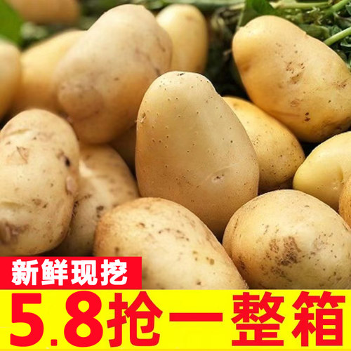 贵州新鲜农家黄心土豆马铃薯
