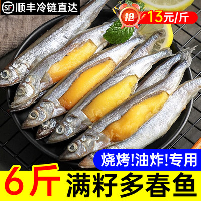 多春鱼满籽新鲜商用海鱼