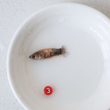 现货泰国母斗鱼观赏鱼抱卵可群养繁殖半月仙浅粉色系1对1可挑选