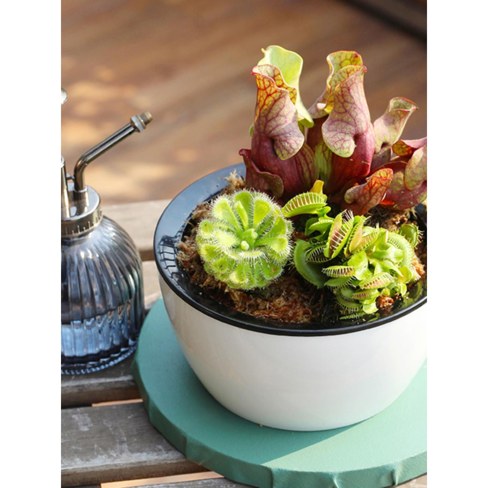 新奇趣食虫植物懒人盆栽驱蚊虫客厅办公室内桌面简单易养30天包活