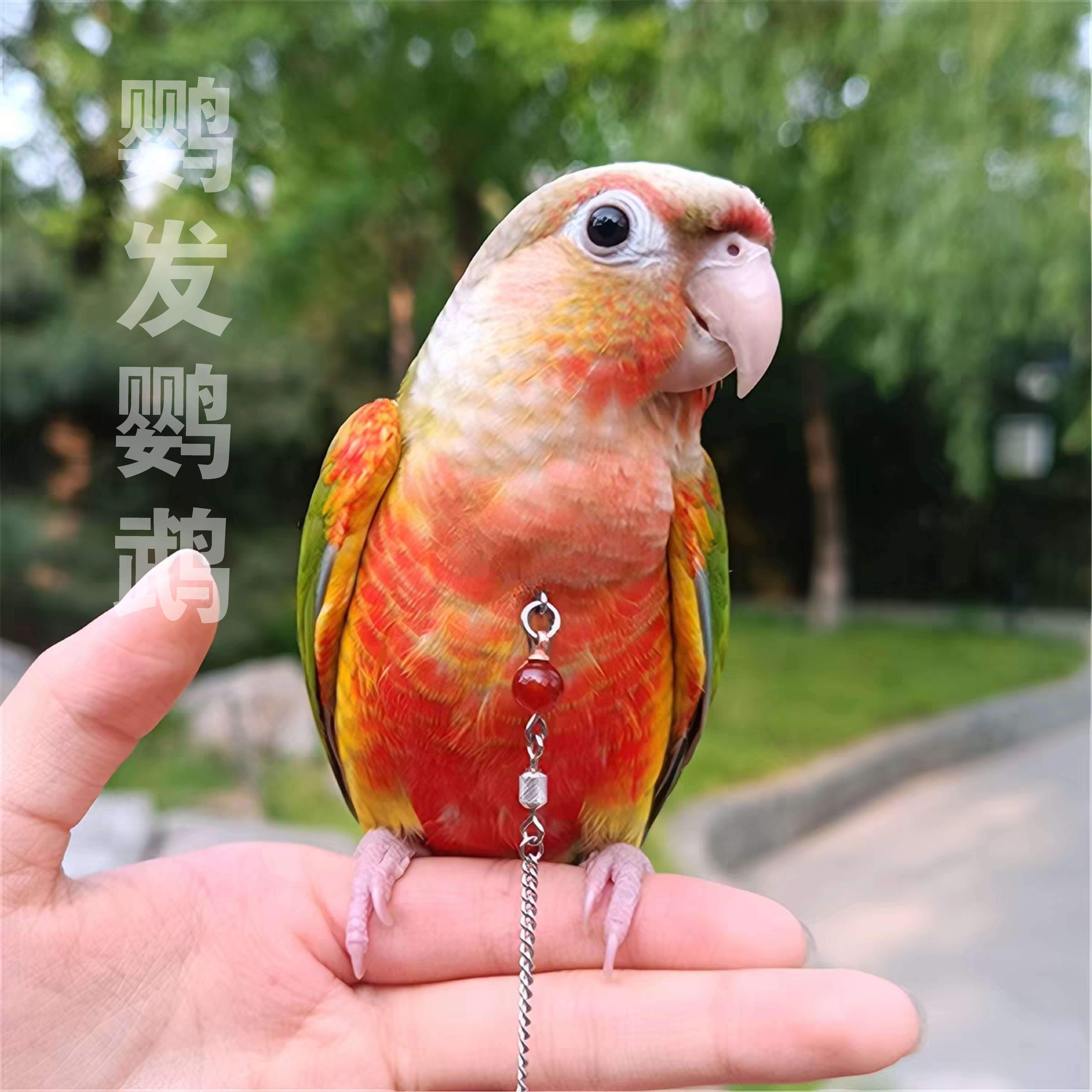 小太阳鹦鹉活体手养亲人黄边凤梨肉桂绿颊会说话断奶全毛小鸟鸟类