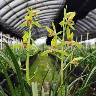 翁源兰花精品蕙兰丹红耐寒耐热好养浓香型花期长包活绿植花卉盆栽