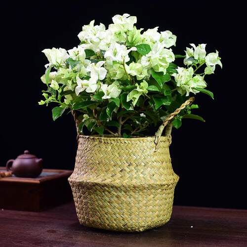 白雪公主三角梅盆栽带花垂丝阳台观花爬藤四季开花好养绿植盆景