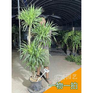 老桩龙血树龙须树三头五头多头多叉分枝室内大气高大大型绿植盆栽