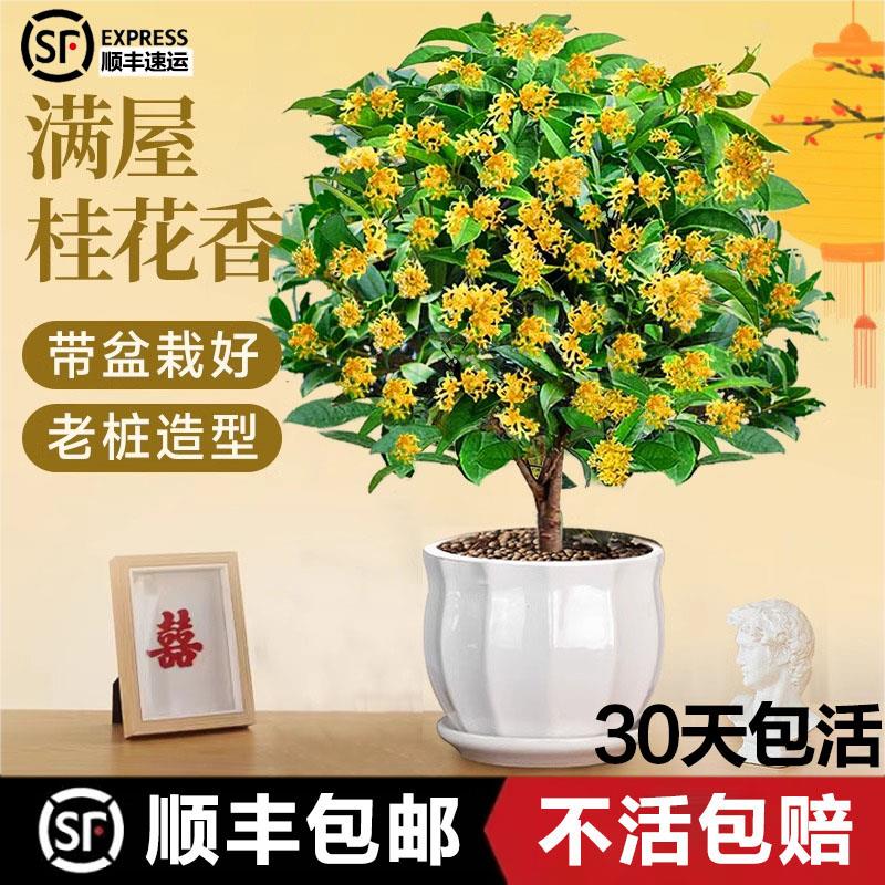 【包养活】桂花盆栽树苗丹金桂浓香型带花苞室内庭院好养开花不断