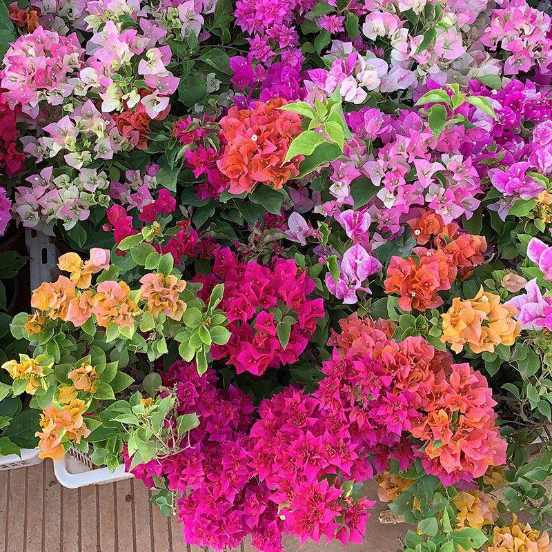 三角梅盆栽带花绿樱漳红樱树苗老桩重瓣阳台别墅四季开花木本多色,鲜花速递/花卉仿真/绿植园艺,绣球/木绣球/木本植物,淘宝优惠券,粉丝福利购,淘宝优惠卷