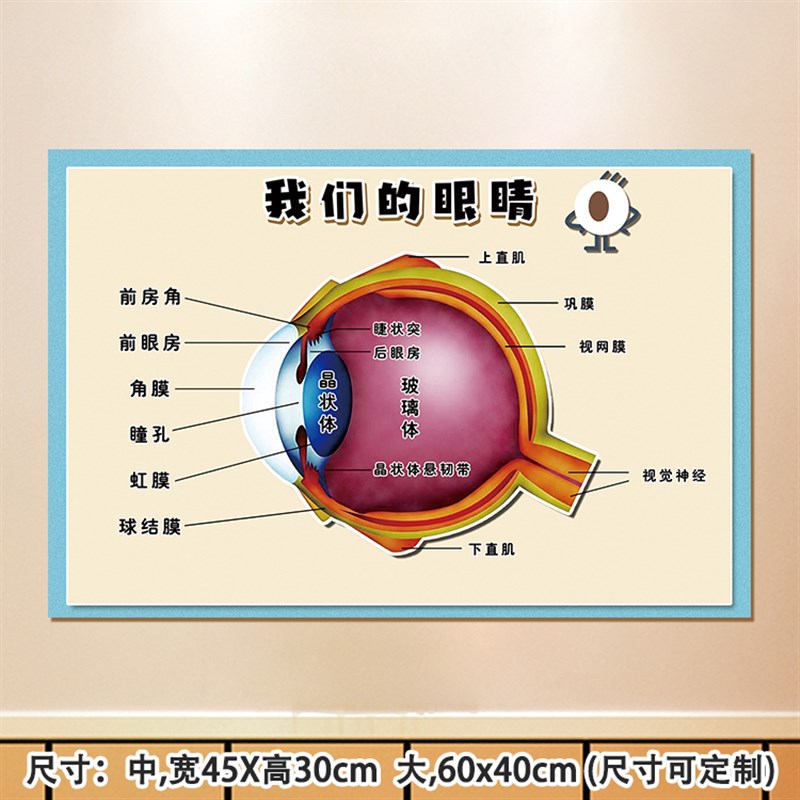 幼儿园爱眼日主题墙环创布置视力表眼睛的结构图端正坐姿眼保健操