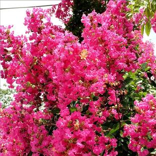 新采种子 紫薇种子 百日红种子 入惊儿树 满天红 痒痒树种子