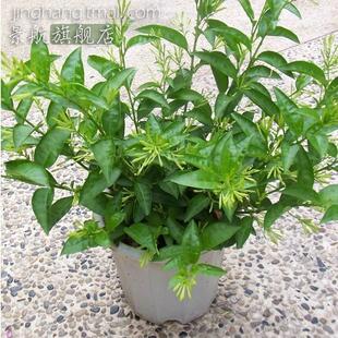 夜来香盆栽地栽当年开花植物夜来香花苗花香可以驱蚊虫夜来香苗
