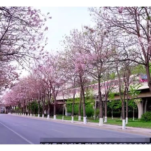 泡桐树苗小苗兰考紫花泡桐中国老梧桐速生泡桐庭院别墅风景树耐寒