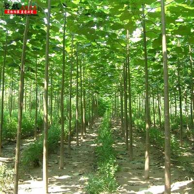 青桐树苗耐寒梧桐树造林青桐植物南方种植速生绿化拆迁苗木行道