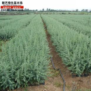 雪松苗香柏宝塔松雪松树苗四季常青行道树圣诞树庭院绿化苗常绿