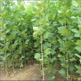 法桐法桐树苗梧桐梧桐树苗二球悬铃木法桐庭院别墅行道树绿化树苗