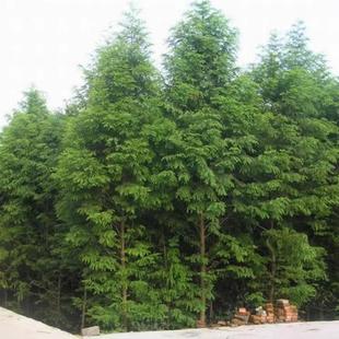 杉树种子红皮云杉种子青皮云杉种子粗枝云杉专业度基药北宝堂千佛