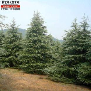 雪松树雪松苗香柏宝塔松雪松树苗四季常青行道树圣诞树庭院绿化苗