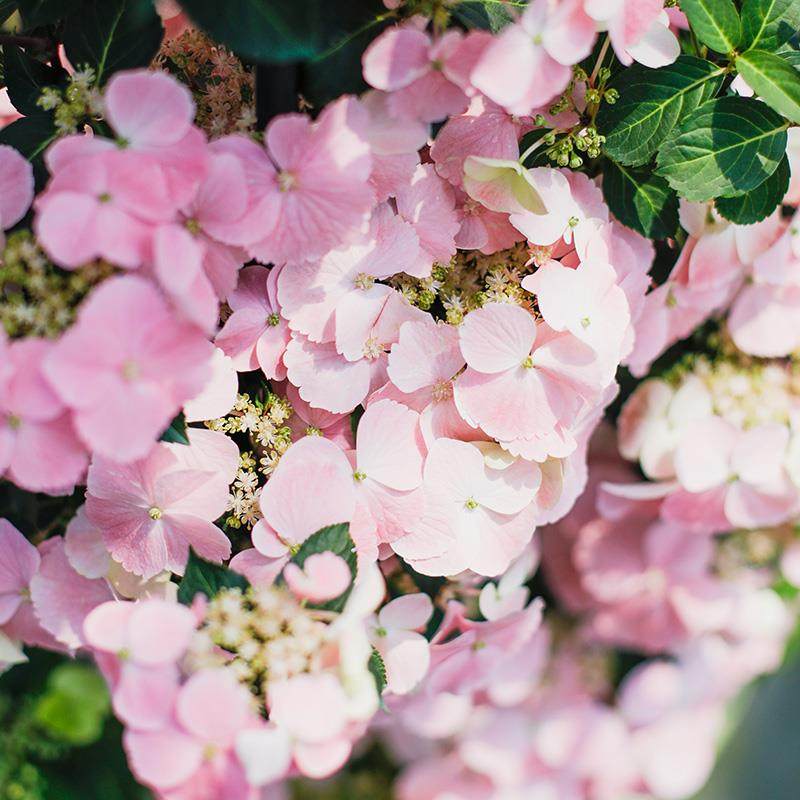 高档花卉绣球花苗盆栽无尽夏阳台庭院别墅花园植物多年生四季耐寒
