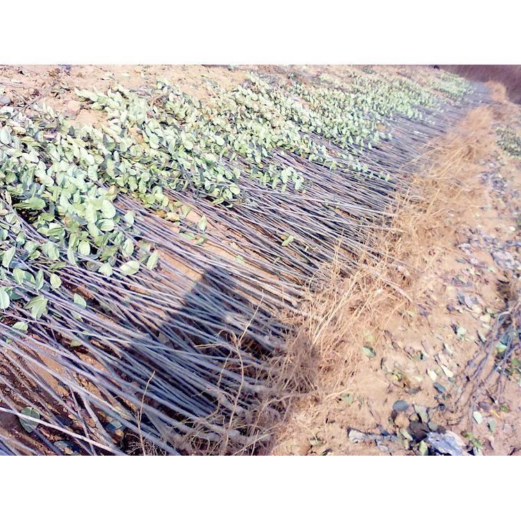 木瓜海棠树苗木瓜海棠树苗木瓜树苗庭院别墅绿化行道观赏风景树苗
