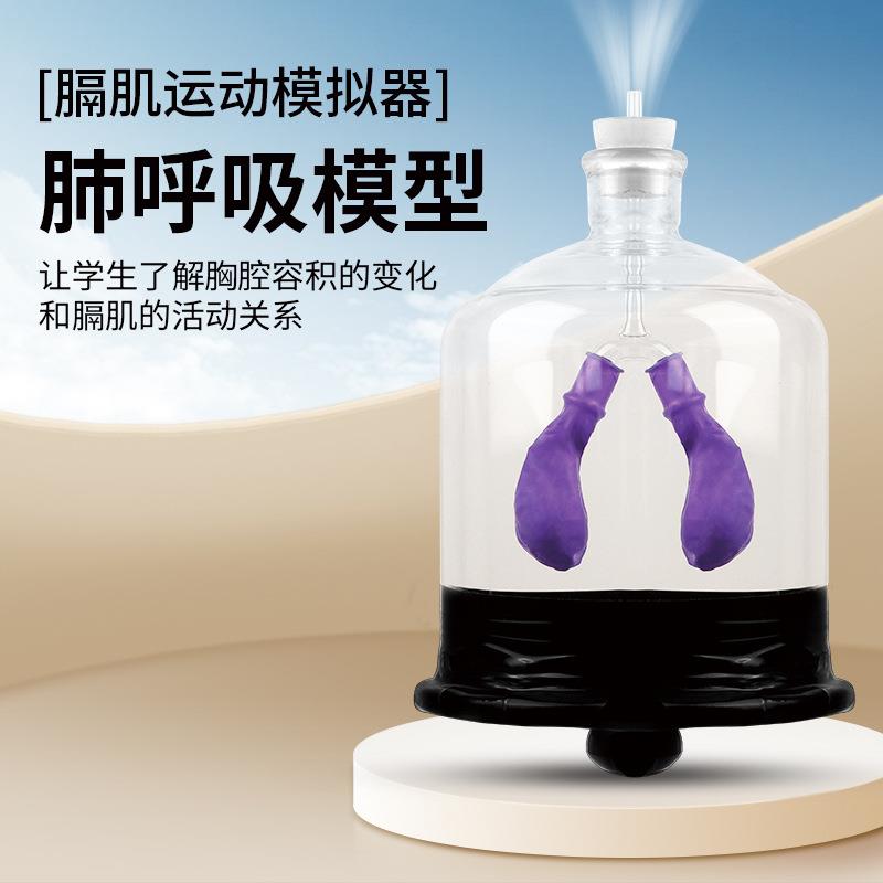膈肌运动模拟器大号教师演示用肺部工作原理实验教具肺呼吸模型