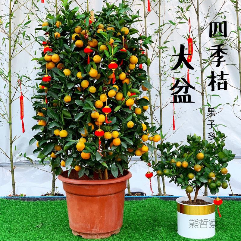 金树盆栽年花小金HaPNysQj桔带果室客厅办公室盆栽年内宵桔发财果