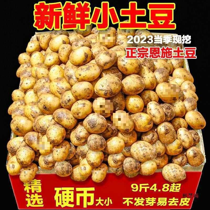 湖北恩施富硒小土豆斤新鲜现挖黄心蔬菜迷你土豆当季马铃薯