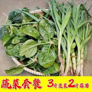 苏北农村现挖趴地菠菜红根矮杆 红根香蒜苗青蒜新鲜现挖