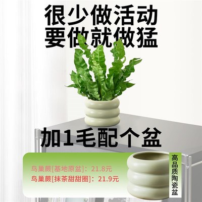 鸟巢蕨客厅绿植室内盆栽植物家里门口卫生间卧室工位好养活高级感