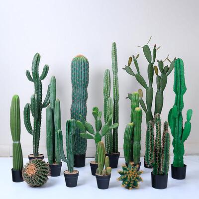 彷真假仙人掌绿植盆栽装饰量天尺仙人球热带沙漠植物盆景龙神柱