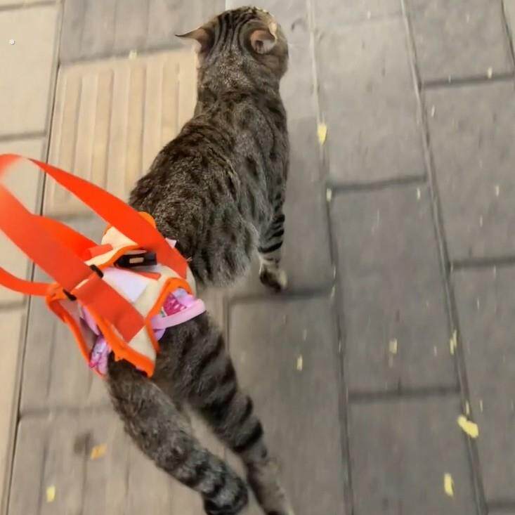 猫后腿无力辅助带高龄老年犬残疾犬宠物康复锻炼带上楼协助带遛猫