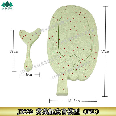3229荠菜胚发育模型植物模型初高中生物科教仪器教学演示