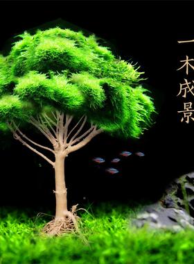 鱼缸沉木巴西杜树小树形莫树斯树沉木莫丝树KXB鱼缸造景森林林鹃