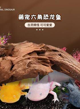 六角恐龙鱼易养宠物美西螈YYJ蝾螈金鱼鱼龙小鱼宠活物赏冷水观网