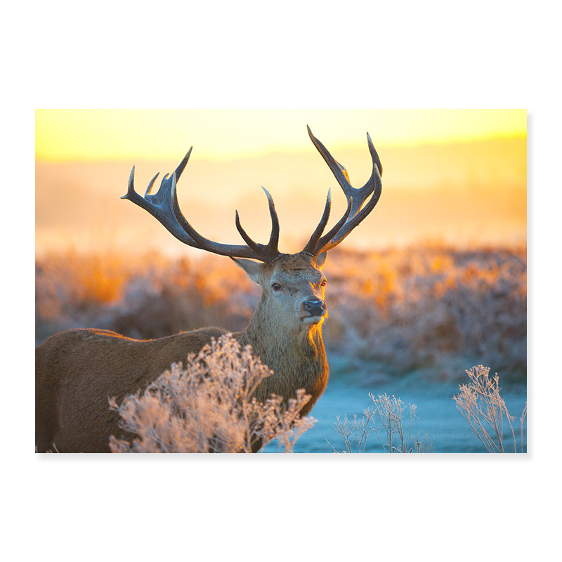 艺术装饰画麋鹿动物挂画现代简约单幅走廊过道餐厅卧室墙壁画小众图片