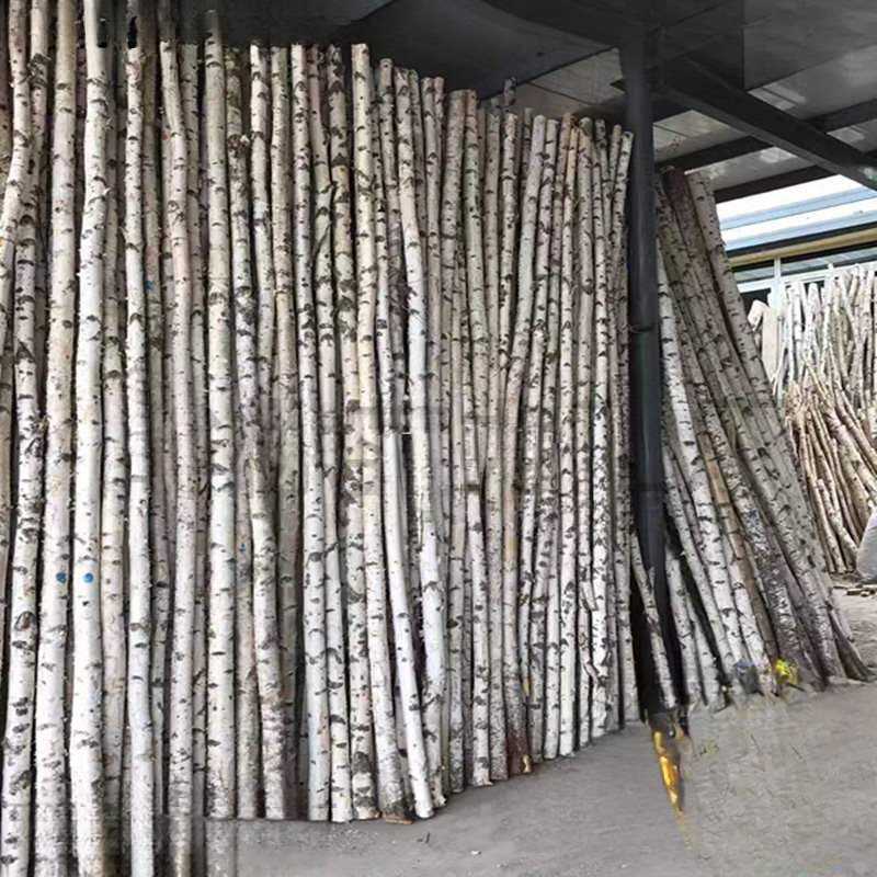 白桦树装饰树杆白桦树干桦木原木其它园艺用品