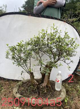 庭院阳台映山红老桩精品盆景杜鹃花大树型飘枝矮霸提根熟桩红花