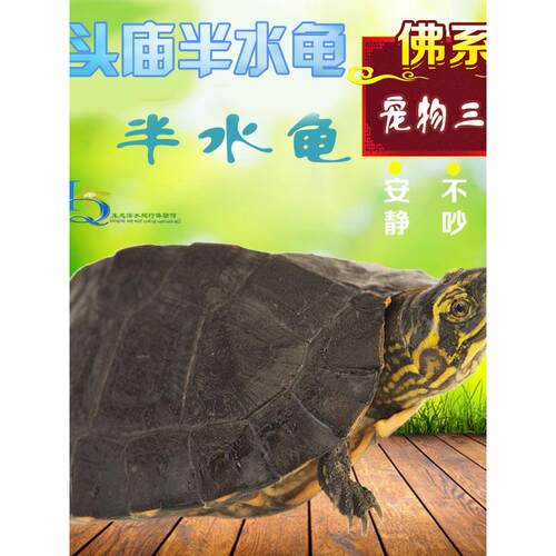 庙乌龟苗亚洲巨型龟亚巨种龟素食龟吃菜龟半水龟黄头庙观赏龟宠物