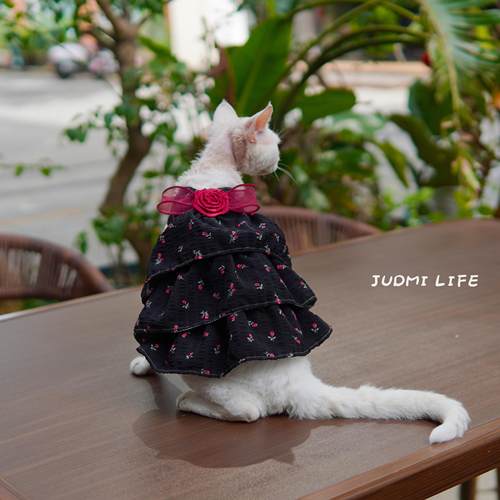 德文猫无毛猫阿比衣服红玫瑰印花雪纺蛋糕裙夏季泡泡褶皱蓬蓬礼裙