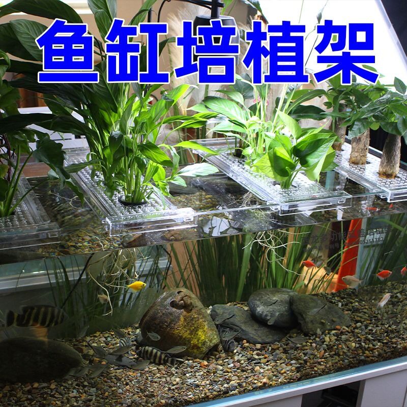 水培定植篮挂壁式透明加厚鱼缸