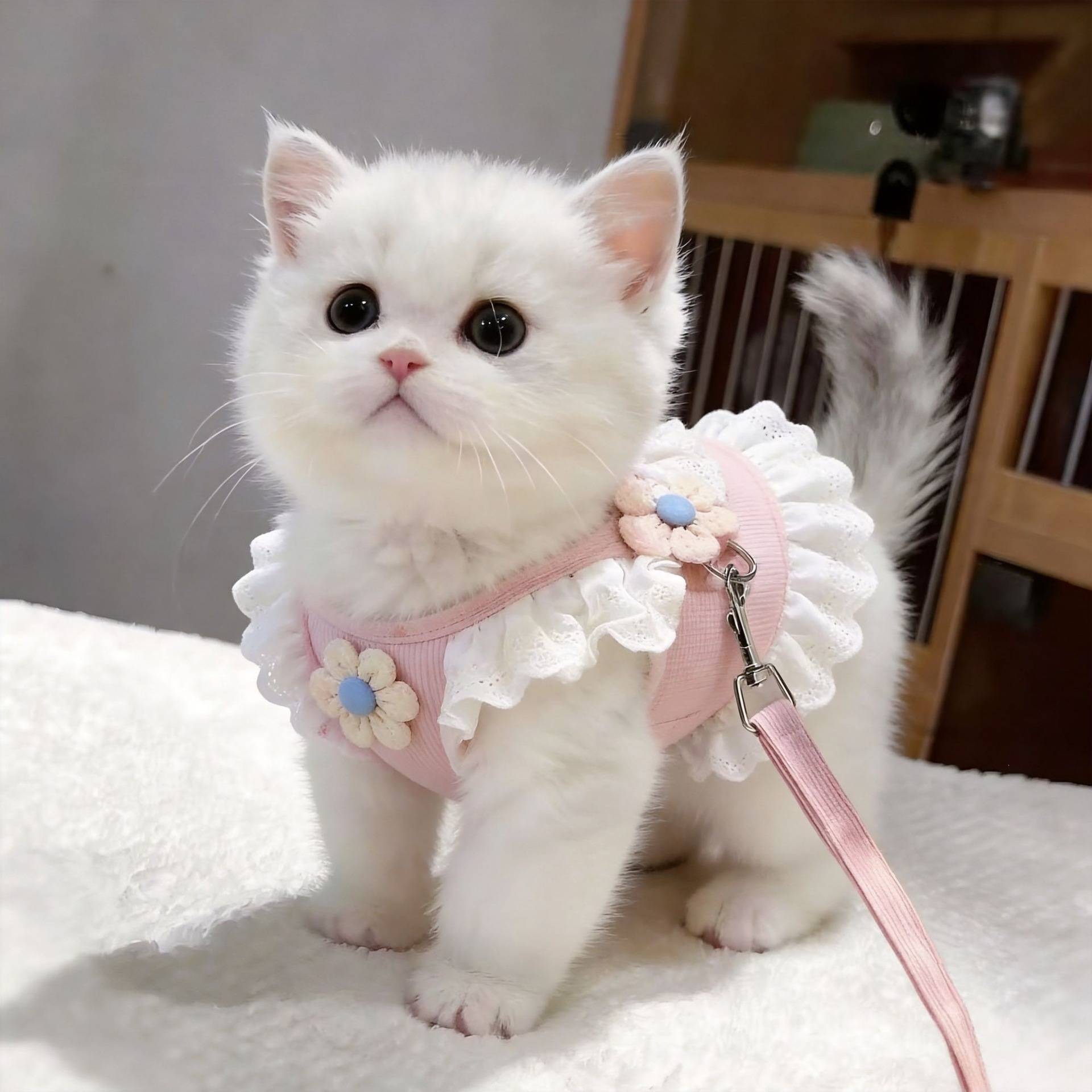 猫咪JK风可调节防挣脱胸背牵引绳