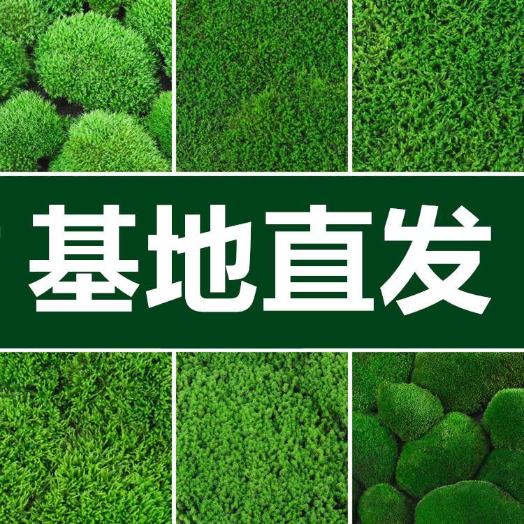 鲜活苔藓微景观盆景铺面青苔装饰