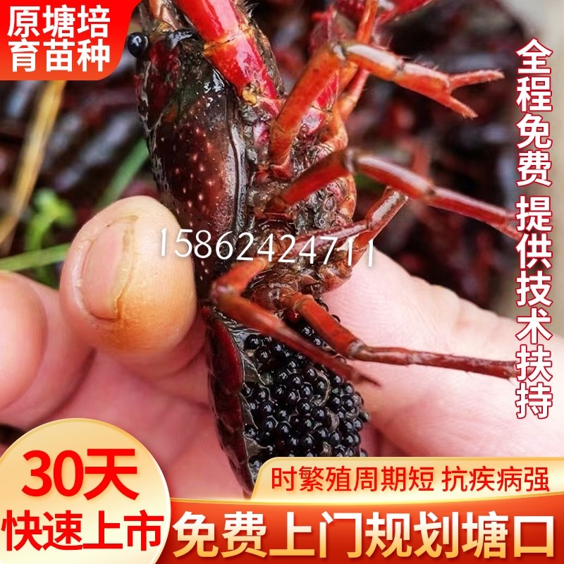 小龙虾虾苗鲜活淡水养殖虾幼苗种虾种苗活R苗孕红壳青苗基地