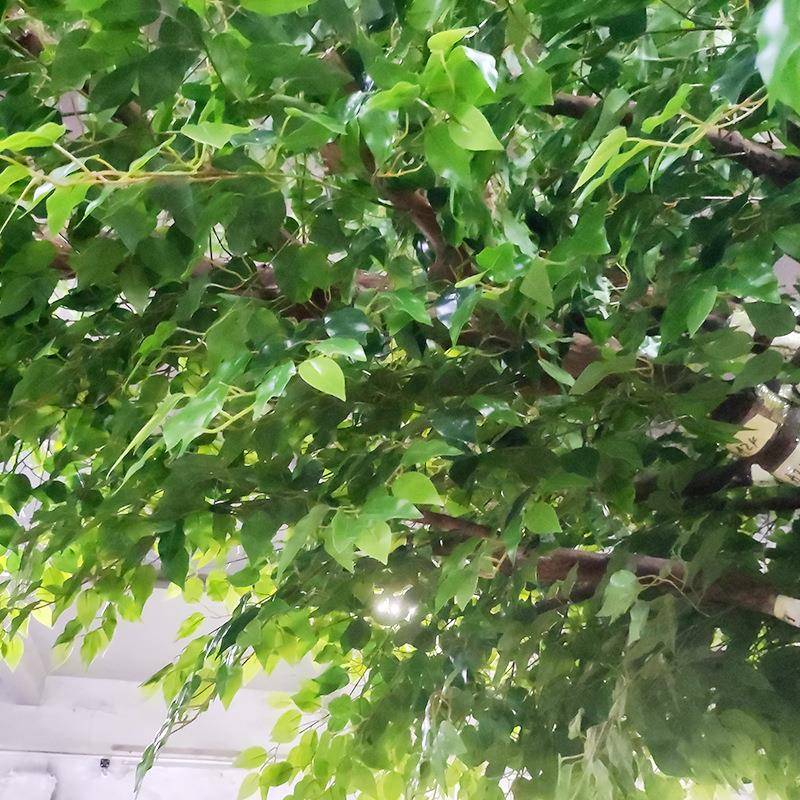 仿真城绿大植榕市绿化人榕树造景观树型落地摆件单边榕树装饰假榕