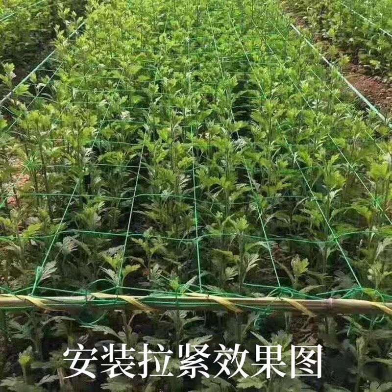种植方格网定植大葱菊花韭菜蒜黄芹菜石斛康乃馨防倒网植物爬藤网