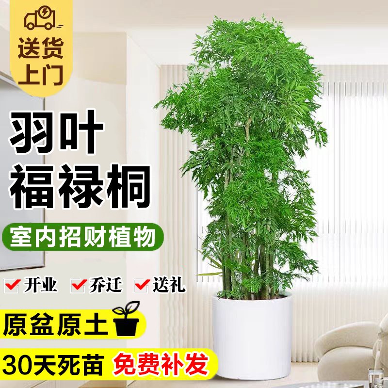 羽叶福禄桐盆栽室内大型绿植金钱兜老桩客厅招财植物开业送礼盆景