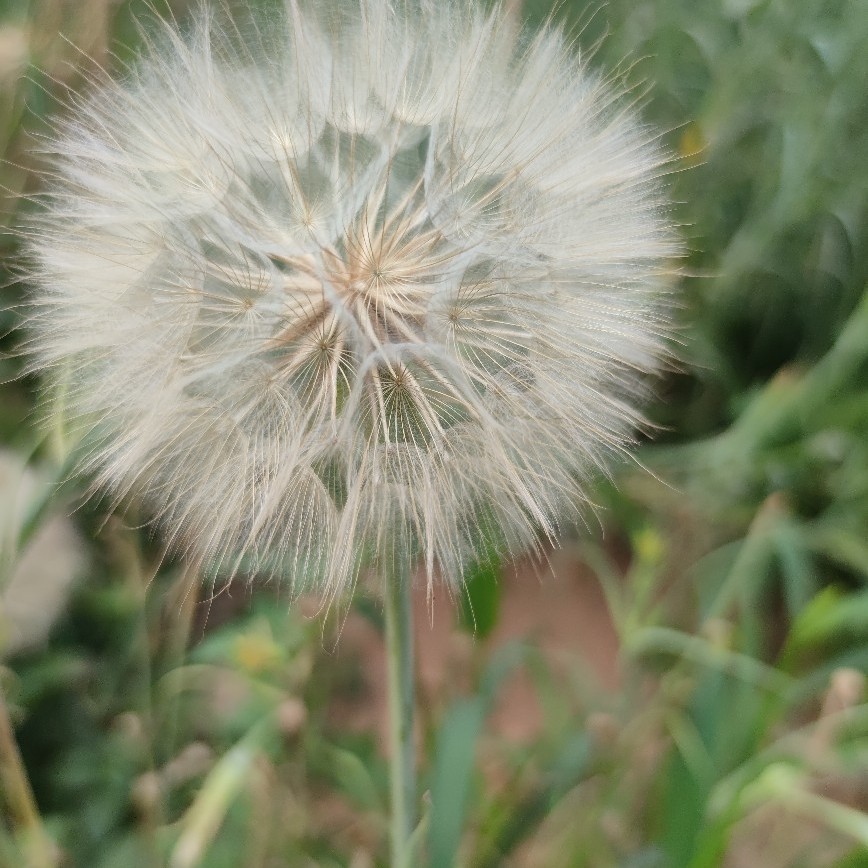 巨型蒲公英干花永生花礼盒花束摆件高级生日七夕礼物送闺蜜女朋友