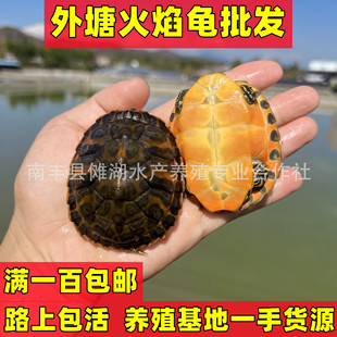 2025新款宽纹火焰龟精品观赏乌龟苗黄腹深水养殖红黄龟苗批发
