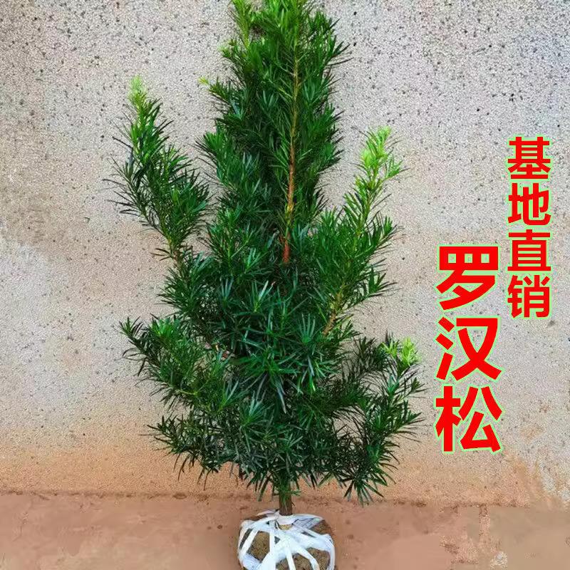 罗汉松树苗大树户外别墅庭院地栽盆栽耐寒绿植物大型造型原坯树