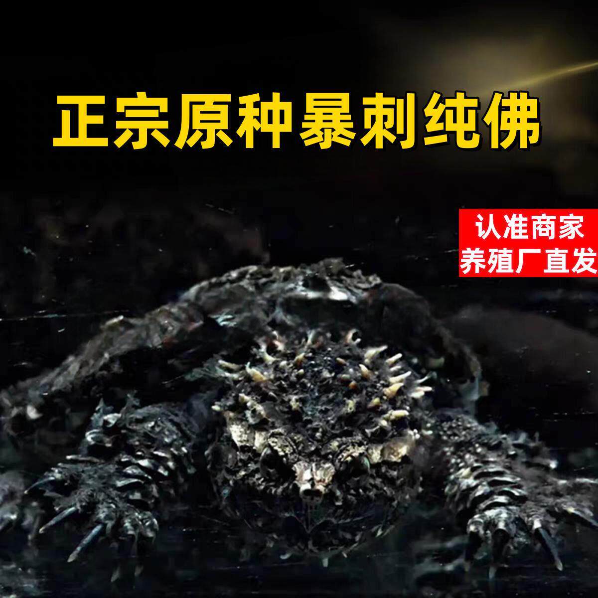 鳄龟爆刺幼苗凶猛正宗纯佛北美小鳄龟活体杂佛原种佛鳄龟宠物活体