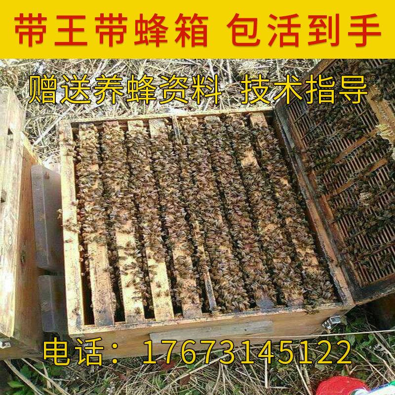 (10箱送一箱专车送货)意蜂蜂群意蜂笼蜂 活体蜜蜂群蜜蜂蜂群