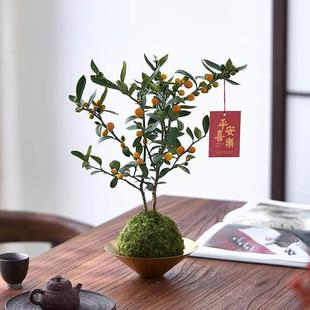 金豆盆景老桩桌面盆栽绿植年宵花金桔树带果开花植物室内阳台好养